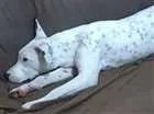 Cachorro raça Pit-Bull idade 7 a 11 meses nome Ravena
