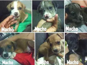 Cachorro raça vira lata idade Abaixo de 2 meses nome Bebes