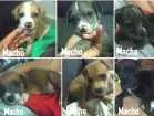 Cachorro raça vira lata idade Abaixo de 2 meses nome Bebes