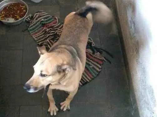 Cachorro ra a Vira lata idade  nome Spike