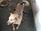 Cachorro raça Vira lata idade  nome Spike