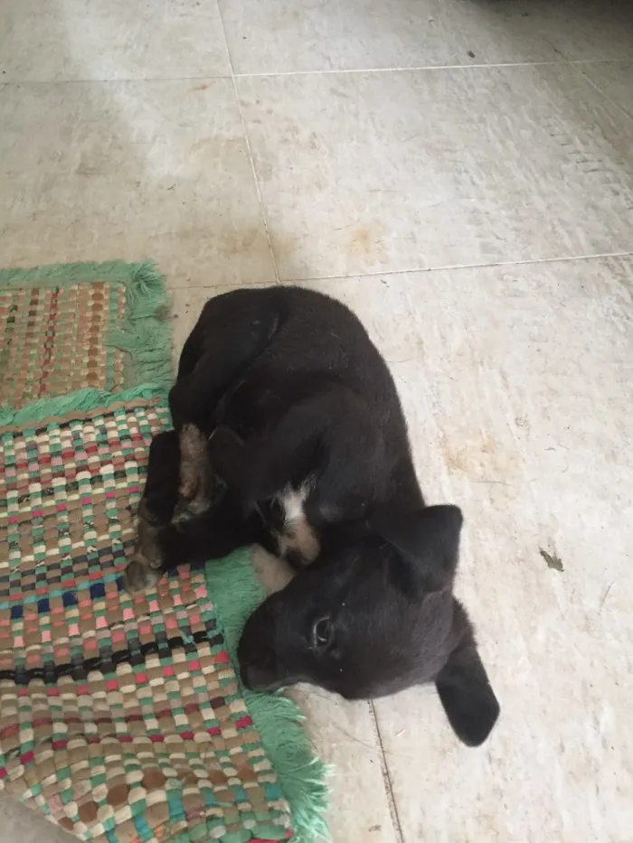 Cachorro ra a Raça indefinida idade 2 a 6 meses nome Sem nome