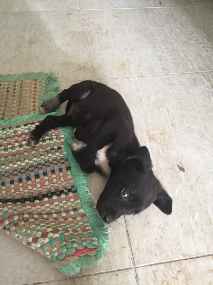Cachorro ra a Raça indefinida idade 2 a 6 meses nome Sem nome