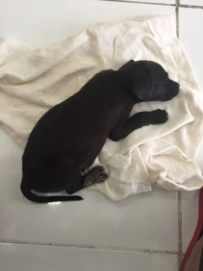 Cachorro ra a Raça indefinida idade 2 a 6 meses nome Sem nome