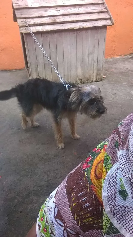 Cachorro raça viralata idade 1 ano nome thor