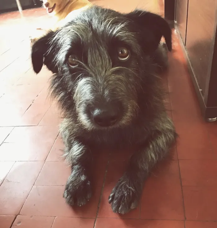 Cachorro ra a Vira Lata (Parece Salsicha) idade 3 anos nome Neguinho