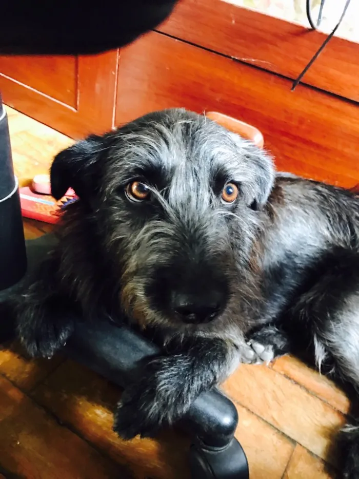Cachorro ra a Vira Lata (Parece Salsicha) idade 3 anos nome Neguinho