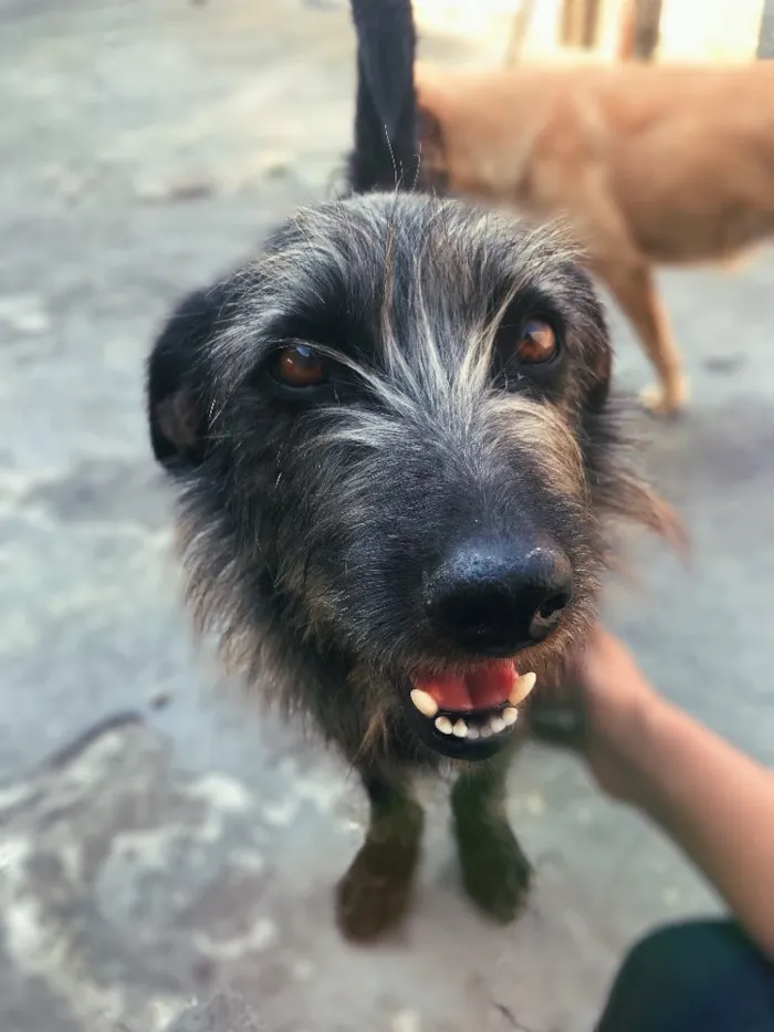 Cachorro ra a Vira Lata (Parece Salsicha) idade 3 anos nome Neguinho