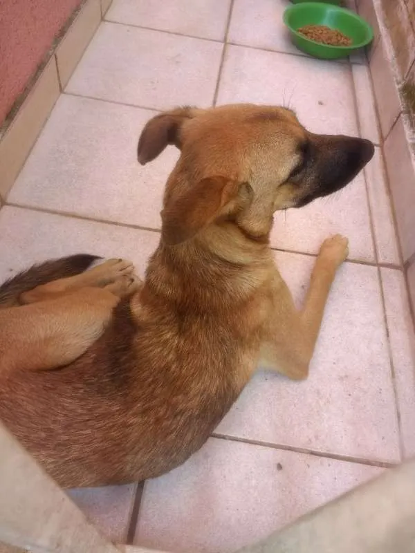 Cachorro ra a Vira-lata idade 2 a 6 meses nome Não sei
