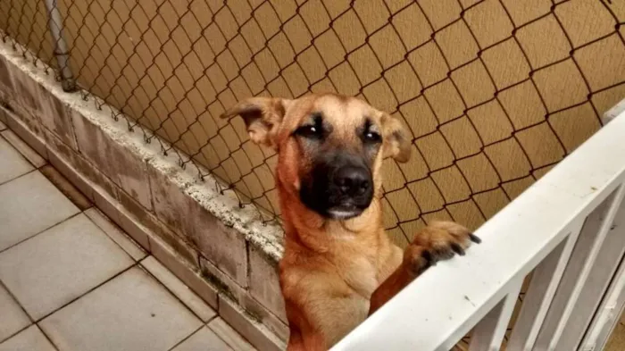 Cachorro ra a Vira-lata idade 2 a 6 meses nome Não sei