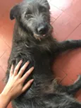 Neguinho