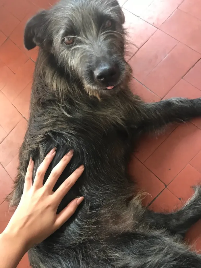 Cachorro ra a Vira Lata (Parece Salsicha) idade 3 anos nome Neguinho