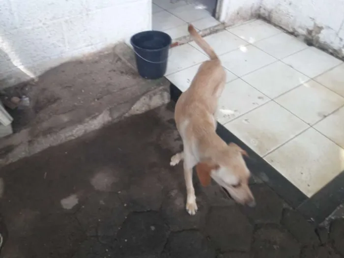 Cachorro ra a Srd idade Abaixo de 2 meses nome Ainda nao tem