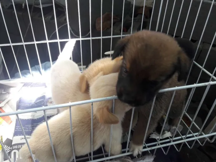 Cachorro ra a Srd idade Abaixo de 2 meses nome Ainda nao tem