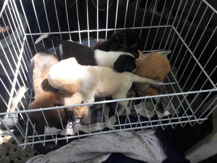 Cachorro ra a Srd idade Abaixo de 2 meses nome Ainda nao tem