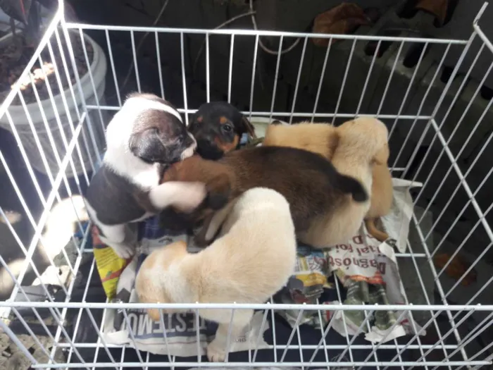 Cachorro ra a Srd idade Abaixo de 2 meses nome Ainda nao tem