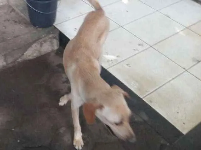 Cachorro ra a Srd idade Abaixo de 2 meses nome Ainda nao tem