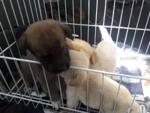 Cachorro raça Srd idade Abaixo de 2 meses nome Ainda nao tem
