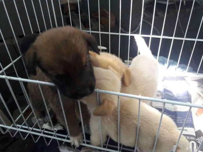 Cachorro ra a Srd idade Abaixo de 2 meses nome Ainda nao tem