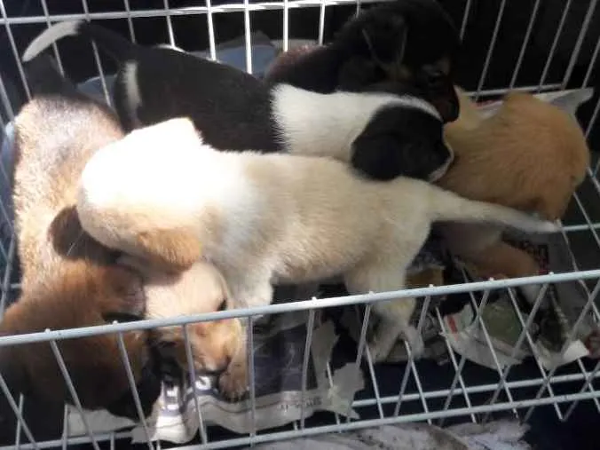 Cachorro ra a Srd idade Abaixo de 2 meses nome Ainda nao tem