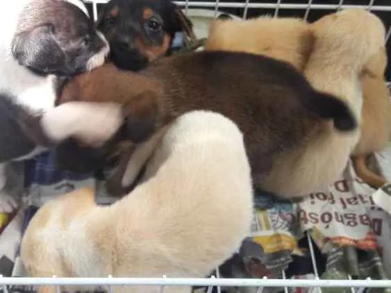 Cachorro ra a Srd idade Abaixo de 2 meses nome Ainda nao tem