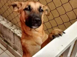 Cachorro raça Vira-lata idade 2 a 6 meses nome Não sei
