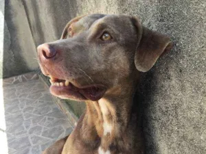 Cachorro raça SRD idade 3 anos nome Estrela (Atualmente)