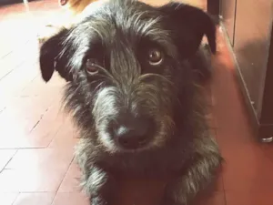 Cachorro raça Vira Lata (Parece Salsicha) idade 3 anos nome Neguinho