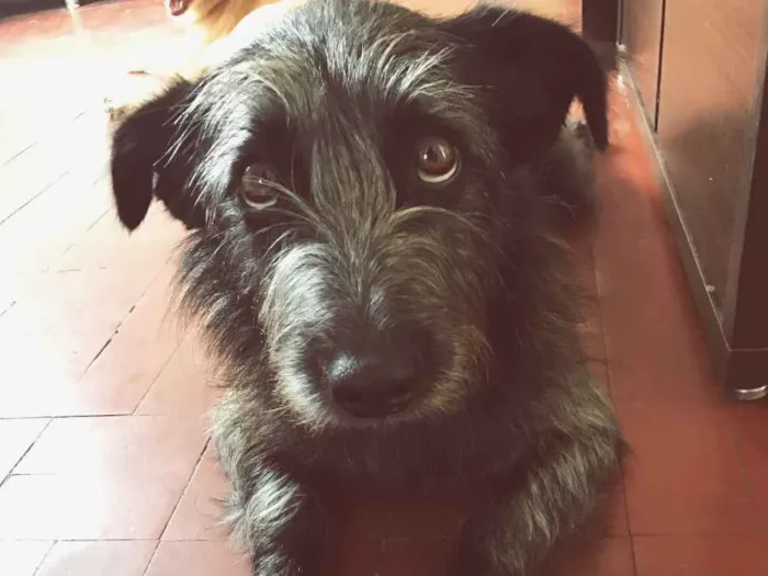 Cachorro ra a Vira Lata (Parece Salsicha) idade 3 anos nome Neguinho