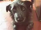 Cachorro raça Vira Lata (Parece Salsicha) idade 3 anos nome Neguinho