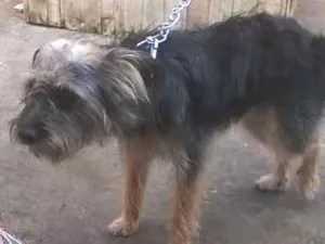 Cachorro raça viralata idade 1 ano nome thor