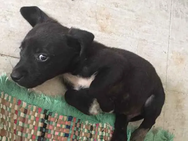 Cachorro ra a Raça indefinida idade 2 a 6 meses nome Sem nome