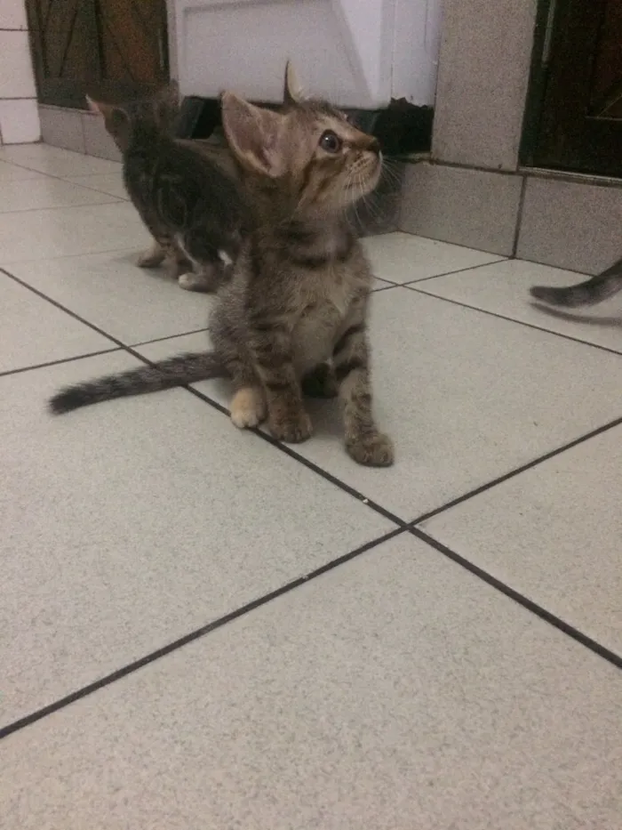 Gato raça Siamês  idade 2 a 6 meses nome Sem nome 