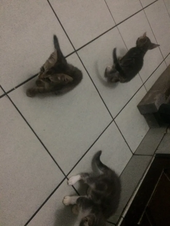 Gato raça Siamês  idade 2 a 6 meses nome Sem nome 