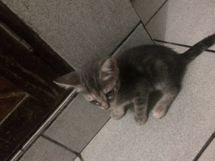 Gato raça Siamês  idade 2 a 6 meses nome Sem nome 