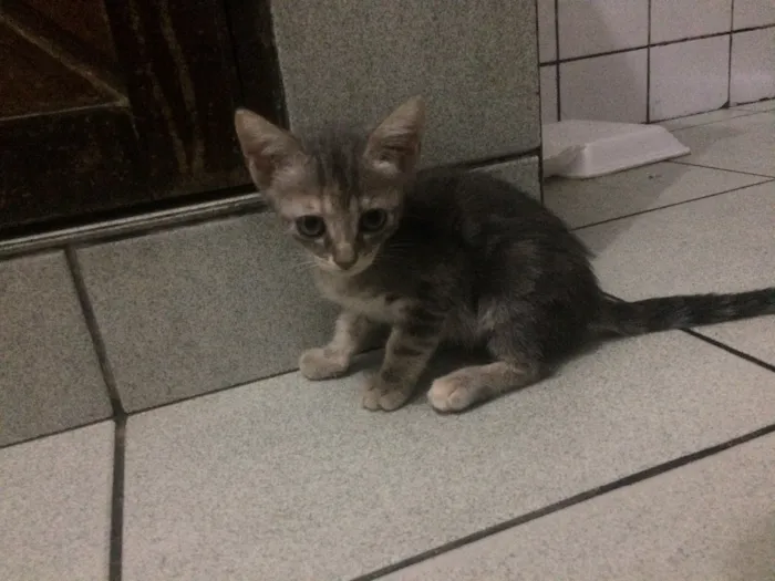 Gato raça Siamês  idade 2 a 6 meses nome Sem nome 