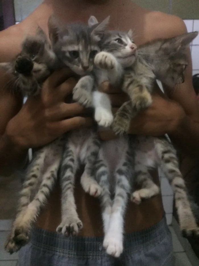 Gato raça Siamês  idade 2 a 6 meses nome Sem nome 