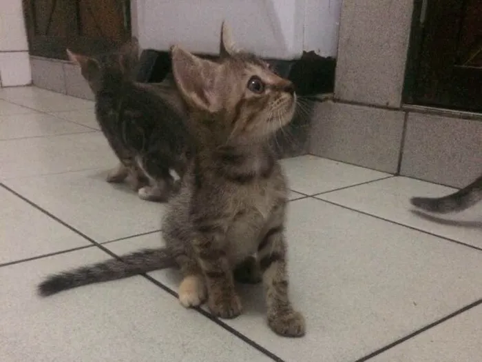 Gato raça Siamês  idade 2 a 6 meses nome Sem nome 