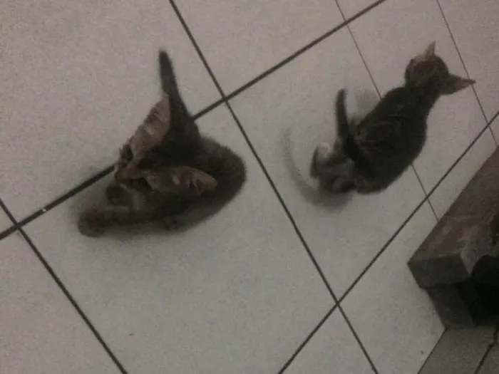 Gato raça Siamês  idade 2 a 6 meses nome Sem nome 