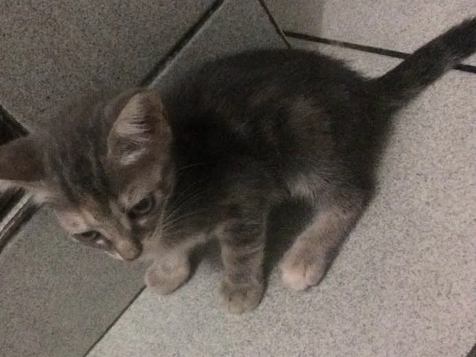 Gato raça Siamês  idade 2 a 6 meses nome Sem nome 