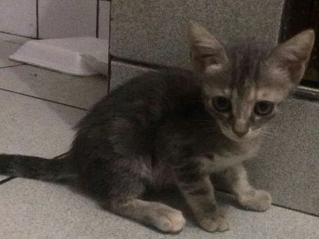 Gato raça Siamês  idade 2 a 6 meses nome Sem nome 