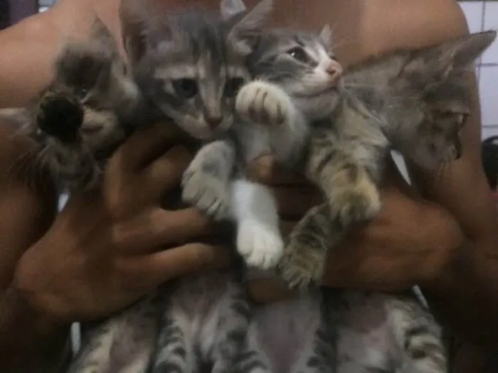 Gato raça Siamês  idade 2 a 6 meses nome Sem nome 