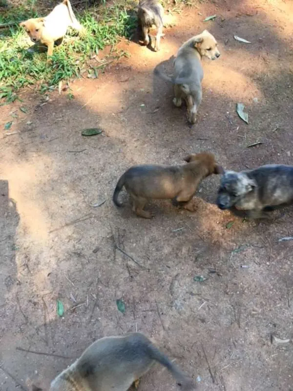 Cachorro ra a indefinida idade Abaixo de 2 meses nome sem nome