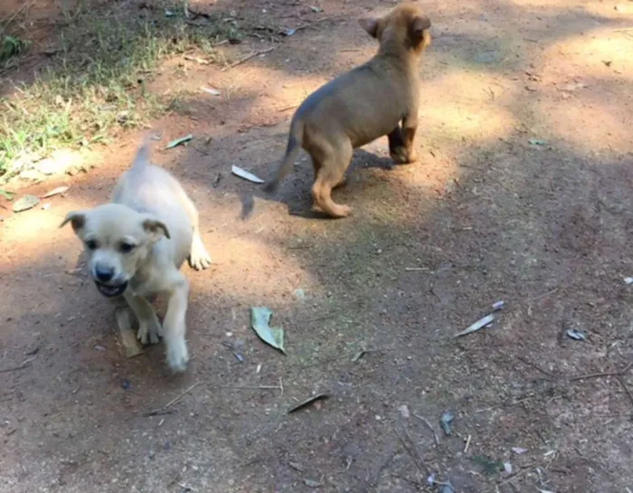 Cachorro ra a indefinida idade Abaixo de 2 meses nome sem nome