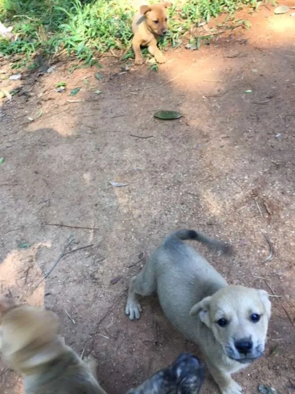 Cachorro ra a indefinida idade Abaixo de 2 meses nome sem nome
