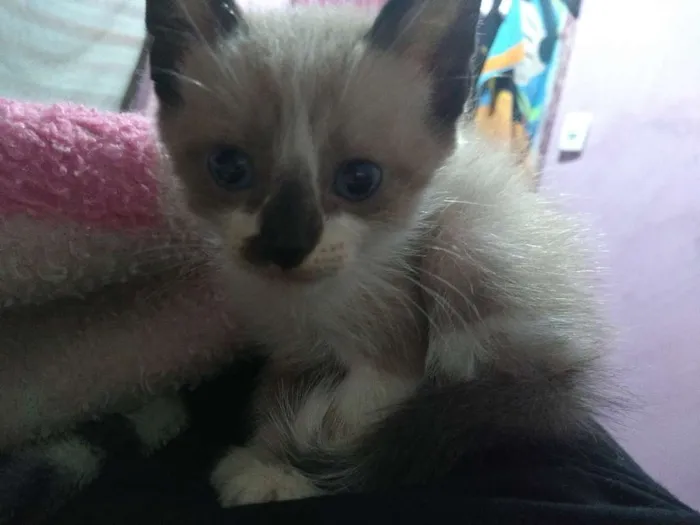 Gato ra a  idade Abaixo de 2 meses nome Filhotes