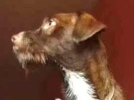 Cachorro raça Vira lata místico idade 1 ano nome Zeus