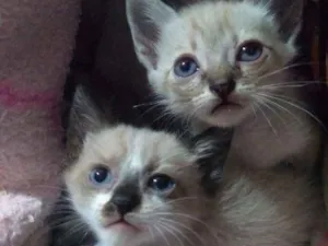 Gato raça  idade Abaixo de 2 meses nome Filhotes