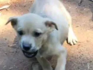 Cachorro raça indefinida idade Abaixo de 2 meses nome sem nome