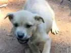 Cachorro raça indefinida idade Abaixo de 2 meses nome sem nome